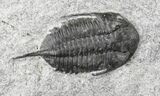 x Mucronaspis Trilobite Plate - Blekos, Morocco #19875-4